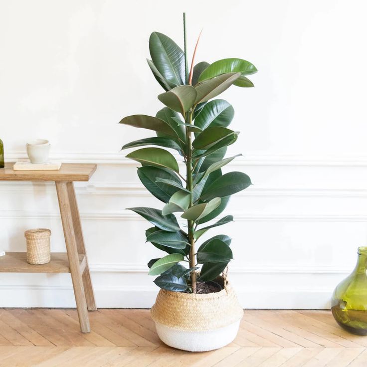 Árbol de caucho como planta decorativa en interiores.Fotografía tomada de Pinterest. 